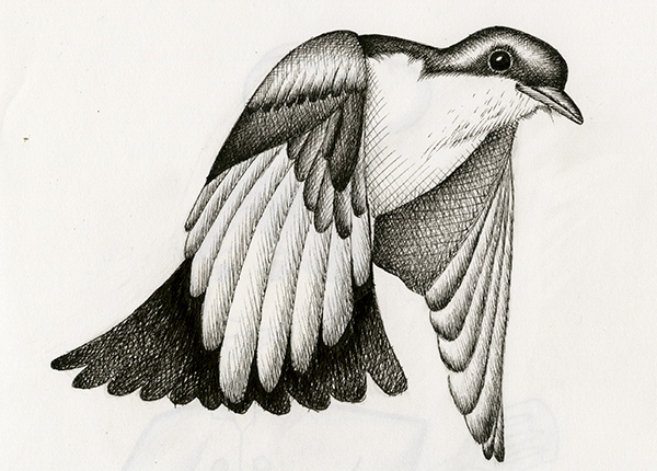 Lizardi bird study 1