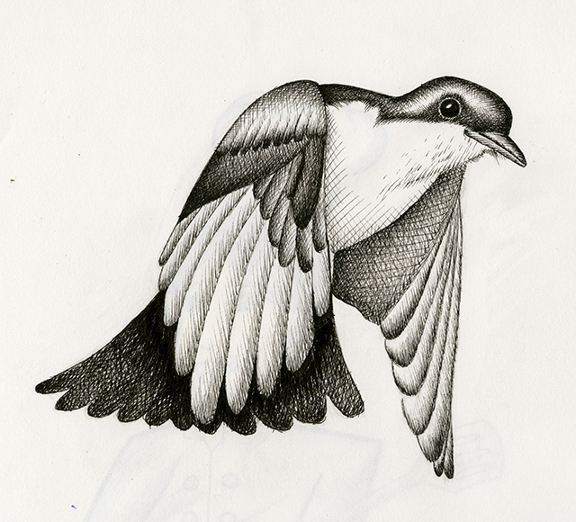 Lizardi bird study 1