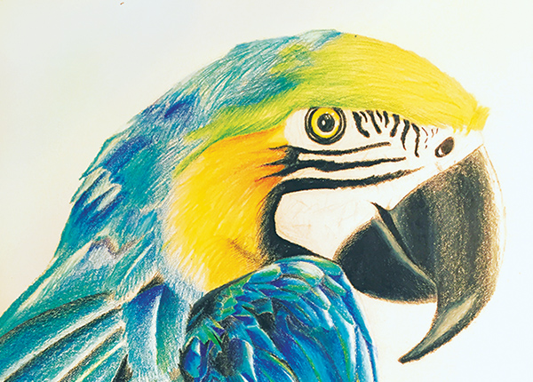 Cropped Macaw drawing by Lorenzo Lizardi
