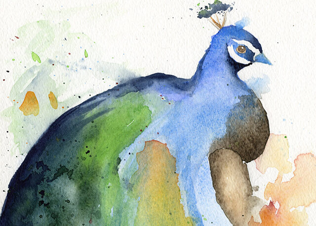 watercolor painting of peacock