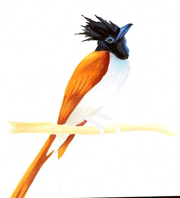 Indian Paradise Flycatcher drawing by Lorenzo Lizardi